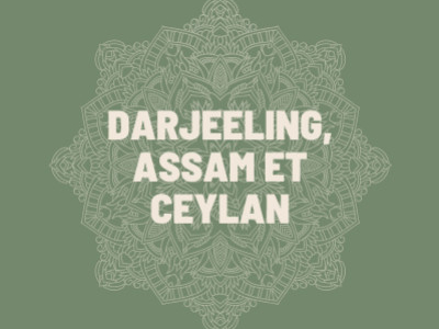 Darjeeling, Assam et Ceylan : Plongez dans la diversité des thés noirs